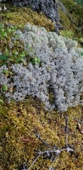Cladonia stygia