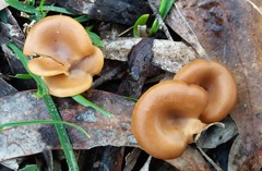 Singerocybe clitocyboides