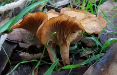 Singerocybe clitocyboides