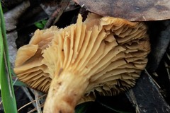 Singerocybe clitocyboides