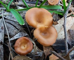 Singerocybe clitocyboides