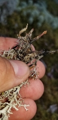 Cladonia stygia