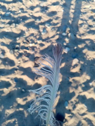 Plume de Fulmar boréal
