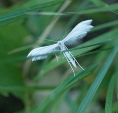Pterophorus pentadactyla