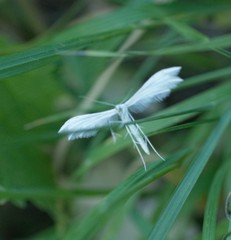 Pterophorus pentadactyla