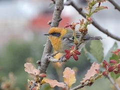 Peucedramus taeniatus