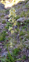 Anticlea elegans