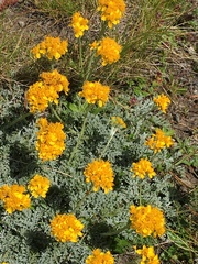 Jacobaea incana