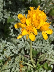 Jacobaea incana