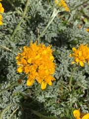 Jacobaea incana