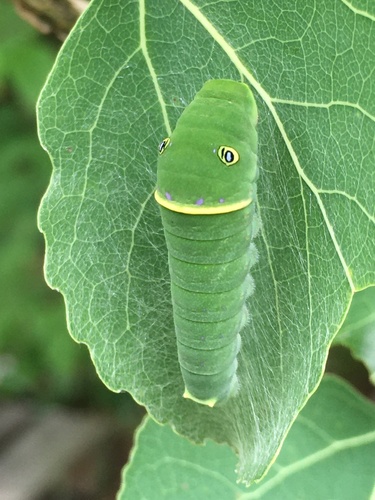 Canadian Tiger Swallowtail, photo 4 of 10