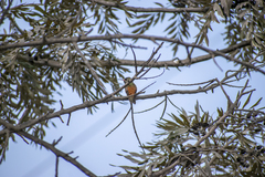 Amazilis amazilia amazilia