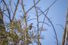 Amazilis amazilia amazilia