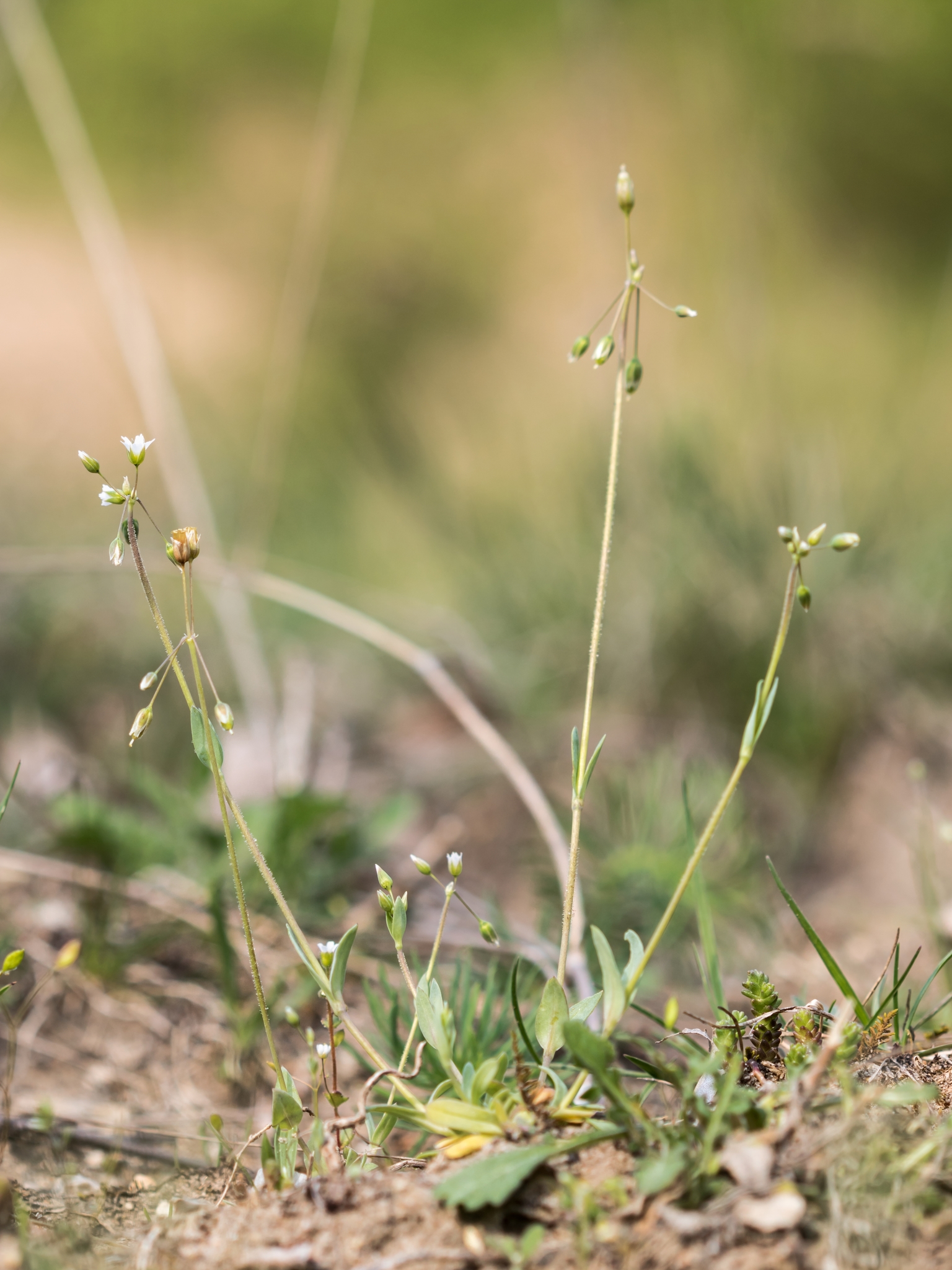 Holosteum umbellatum