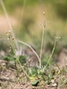Jagged Chickweed - Photo (c) Stefan Neuwirth, some rights reserved (CC BY-NC), uploaded by Stefan Neuwirth
