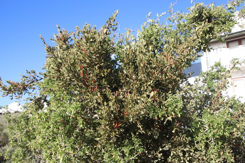 Image of Septulina glauca by (c) Tony Rebelo, some rights reserved (CC BY-SA)