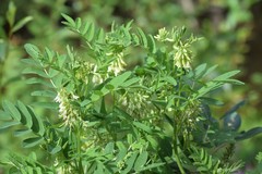 Astragalus americanus
