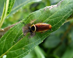 Pseudomops neglectus