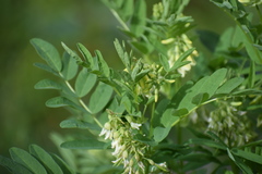 Astragalus americanus