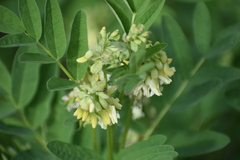 Astragalus americanus