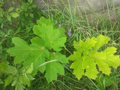 Heracleum sosnowskyi