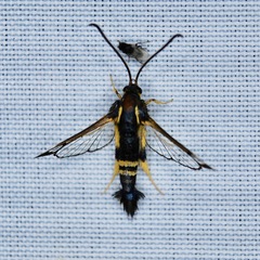 Synanthedon kathyae