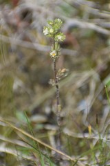 Euphrasia subarctica