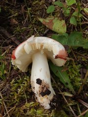 Russula bicolor