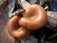 Singerocybe clitocyboides
