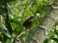 Mitrospingus cassinii