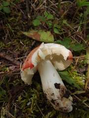 Russula bicolor