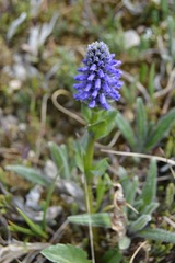 Lagotis glauca