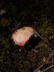 Russula bicolor