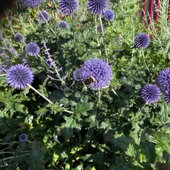 Echinops
