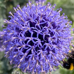 Echinops