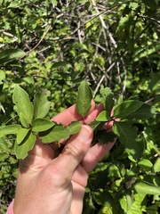 Cornus foemina image