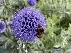 Echinops