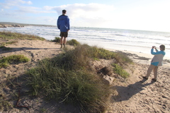 Cladoraphis cyperoides