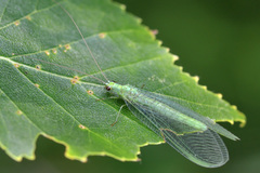 Chrysopa pallens-group