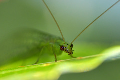 Chrysopa pallens-group