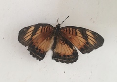 Junonia sophia