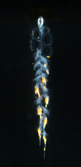 Nanomia bijuga image