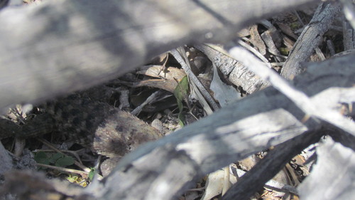 iNaturalist observation photo of Desert Spiny Lizard