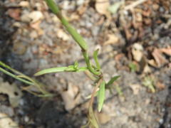 Nuttallanthus canadensis