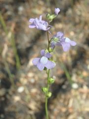 Nuttallanthus canadensis