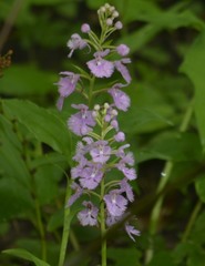 Platanthera grandiflora