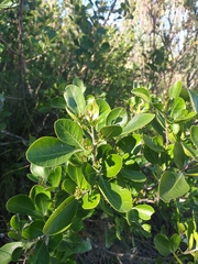 Searsia laevigata