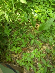 Valerianella umbilicata