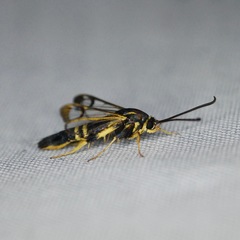 Synanthedon kathyae
