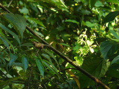Machaeropterus striolatus